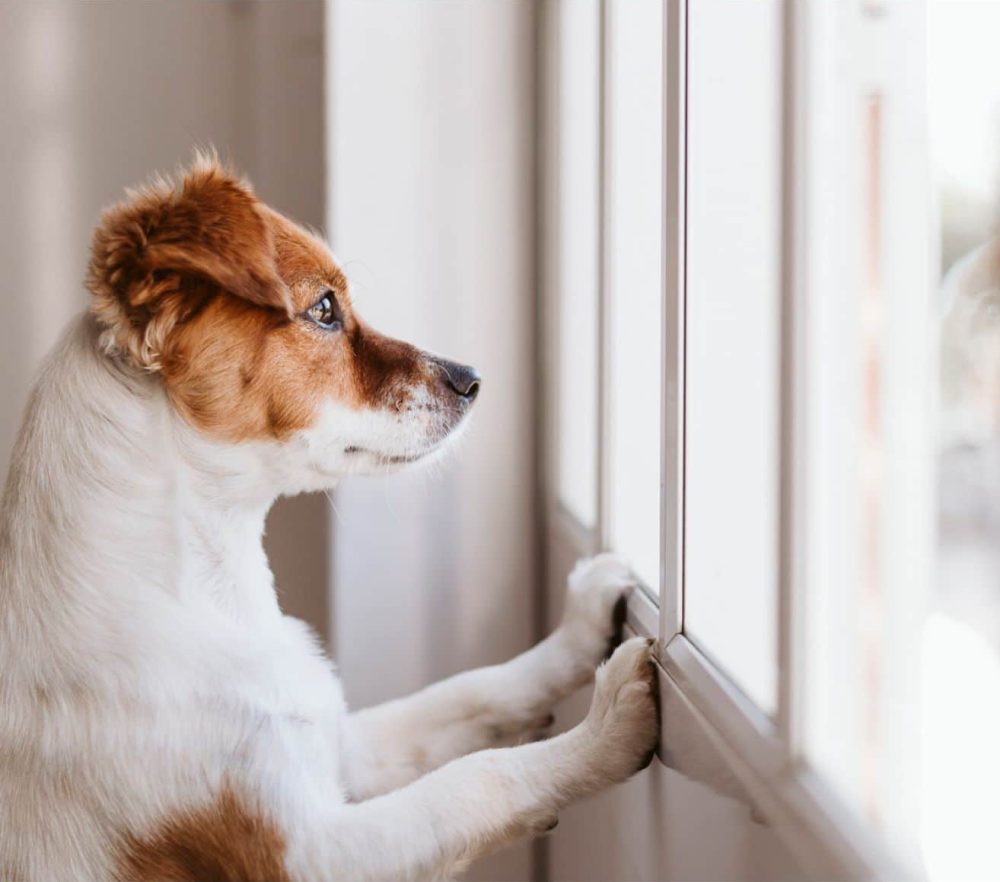dog looking out a window lifestyle at Jasper Falls Homes For Sale Rathdrum Idaho rectangle 55
